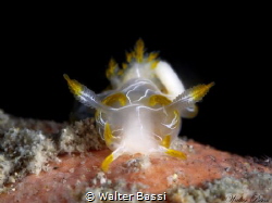 Trapania lineata by Walter Bassi 